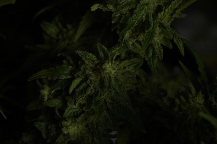 Skywalker OG Legends of the 12/12 Galaxy. Week 15 - Skywalker OG 12/12 from seed 