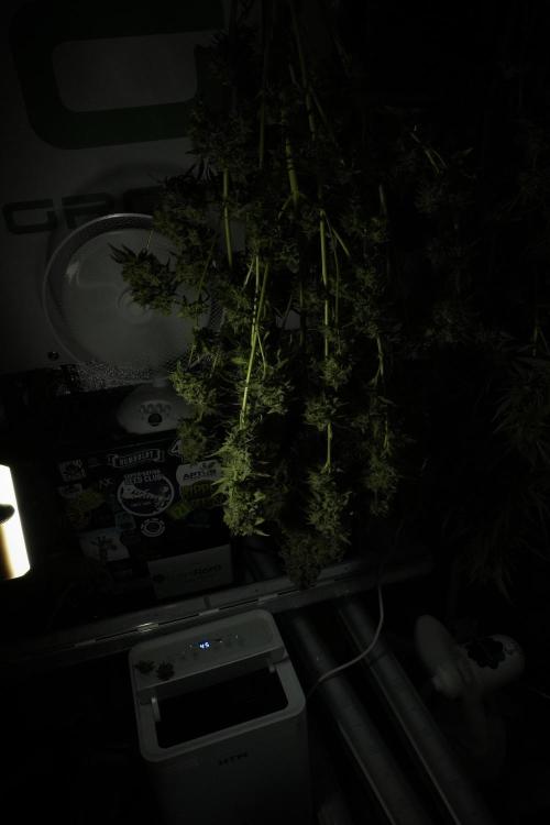 Skywalker OG Legends of the 12/12 Galaxy. Week 15 - Skywalker OG 12/12 from seed  the third beast 