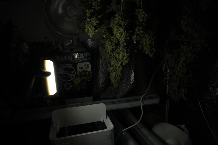 Skywalker OG Legends of the 12/12 Galaxy. Week 15 - Skywalker OG 12/12 from seed  the third beast 