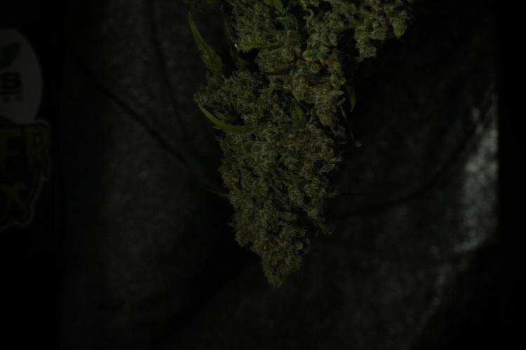 Skywalker OG Legends of the 12/12 Galaxy. Week 15 - Skywalker OG 12/12 from seed  the third beast 
