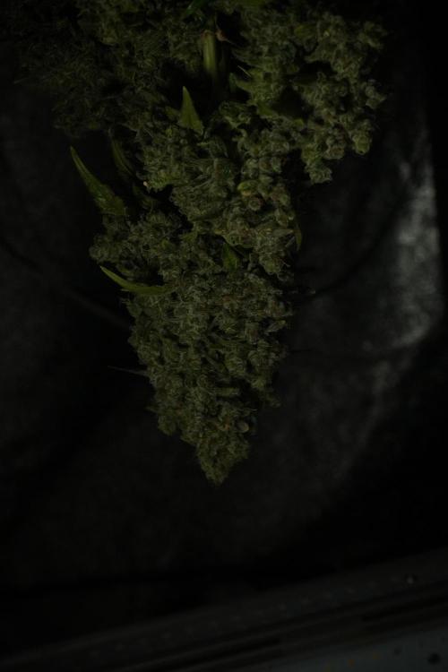 Skywalker OG Legends of the 12/12 Galaxy. Week 15 - Skywalker OG 12/12 from seed  the third beast 