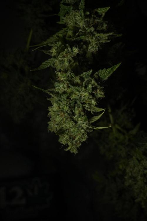 Skywalker OG Legends of the 12/12 Galaxy. Week 15 - Skywalker OG 12/12 from seed  the third beast 