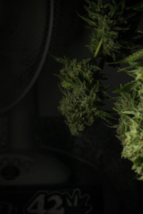 Skywalker OG Legends of the 12/12 Galaxy. Week 15 - Skywalker OG 12/12 from seed  the third beast 