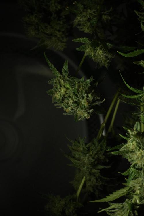 Skywalker OG Legends of the 12/12 Galaxy. Week 15 - Skywalker OG 12/12 from seed  the third beast 