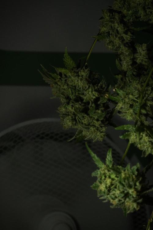Skywalker OG Legends of the 12/12 Galaxy. Week 15 - Skywalker OG 12/12 from seed  the third beast 