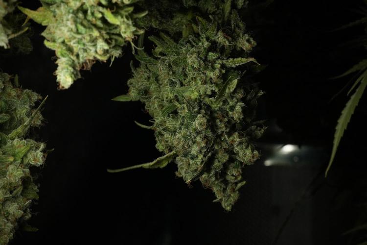 Skywalker OG Legends of the 12/12 Galaxy. Week 15 - Skywalker OG 12/12 from seed  the third beast 