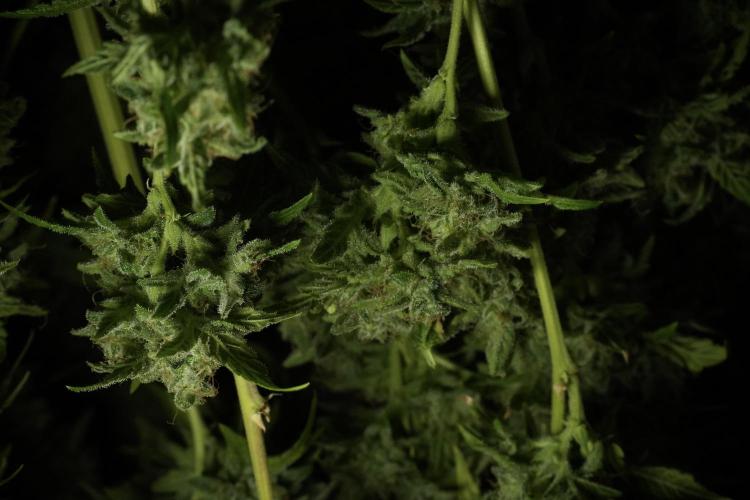 Skywalker OG Legends of the 12/12 Galaxy. Week 15 - Skywalker OG 12/12 from seed  the third beast 