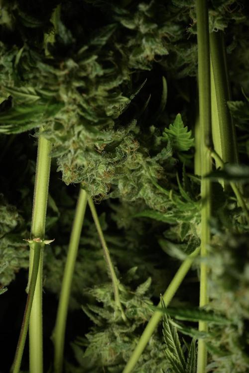 Skywalker OG Legends of the 12/12 Galaxy. Week 15 - Skywalker OG 12/12 from seed  the third beast 
