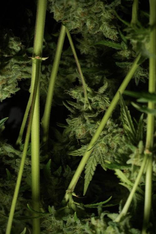 Skywalker OG Legends of the 12/12 Galaxy. Week 15 - Skywalker OG 12/12 from seed  the third beast 