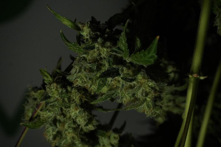 Skywalker OG Legends of the 12/12 Galaxy. Week 15 - Skywalker OG 12/12 from seed  the third beast 