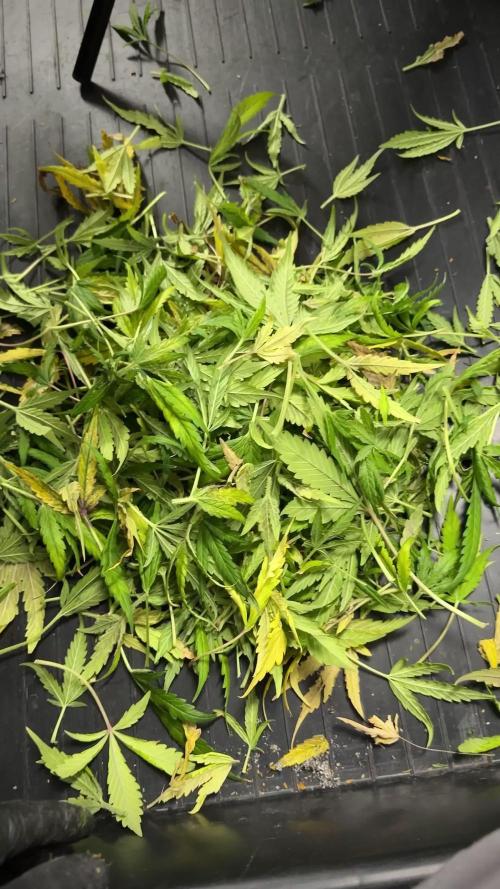 Skywalker OG Legends of the 12/12 Galaxy