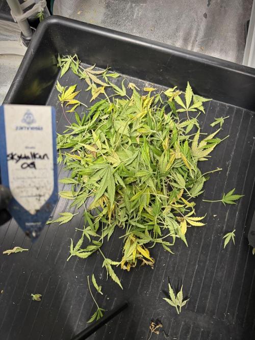 Skywalker OG Legends of the 12/12 Galaxy. Week 15 - Leafs
