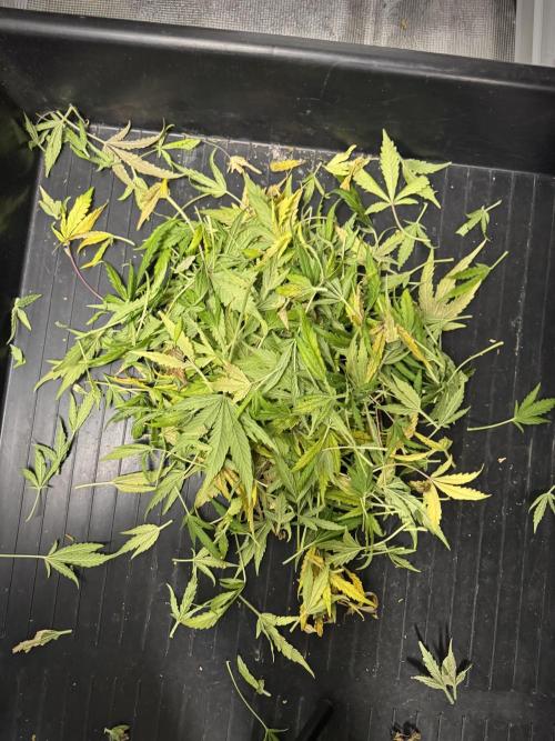 Skywalker OG Legends of the 12/12 Galaxy. Week 15 - Leafs