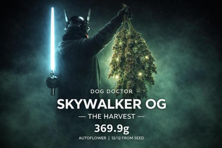 Skywalker OG Legends of the 12/12 Galaxy. Week 16 - A Skywalker OG