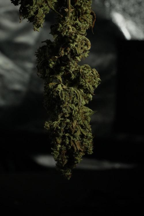 Skywalker OG Legends of the 12/12 Galaxy. Week 16 - Skywalker OG ready for trimming 