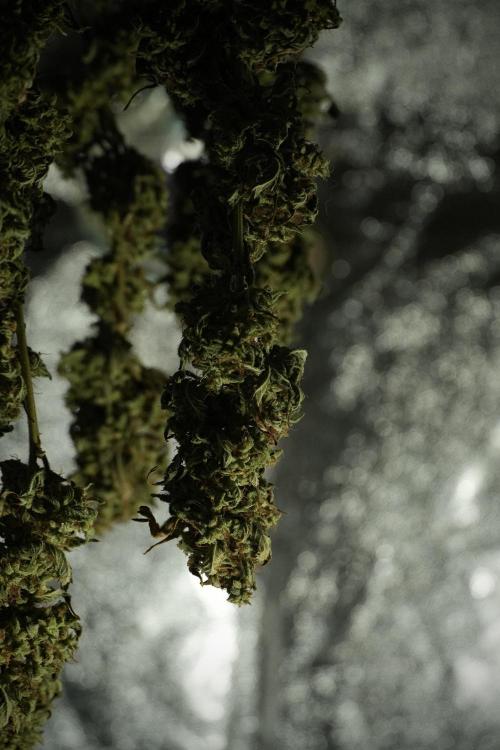 Skywalker OG Legends of the 12/12 Galaxy. Week 16 - Skywalker OG ready for trimming 