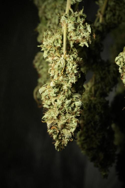 Skywalker OG Legends of the 12/12 Galaxy. Week 16 - Skywalker OG ready for trimming 