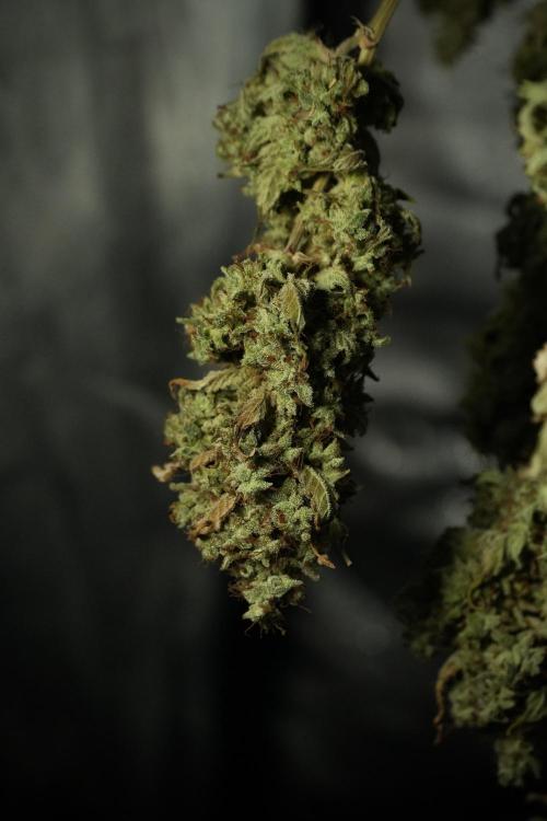 Skywalker OG Legends of the 12/12 Galaxy. Week 16 - Skywalker OG ready for trimming 