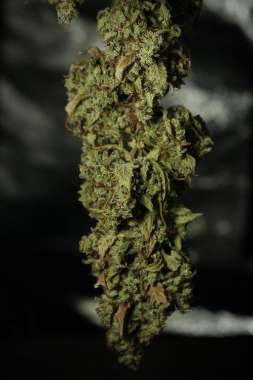 Skywalker OG Legends of the 12/12 Galaxy. Week 16 - Skywalker OG ready for trimming 