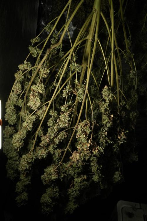 Skywalker OG Legends of the 12/12 Galaxy. Week 16 - Skywalker OG ready for trimming 