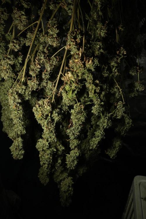 Skywalker OG Legends of the 12/12 Galaxy. Week 16 - Skywalker OG ready for trimming 