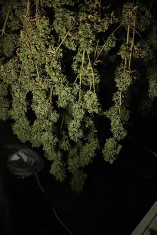 Skywalker OG Legends of the 12/12 Galaxy. Week 16 - Skywalker OG ready for trimming 