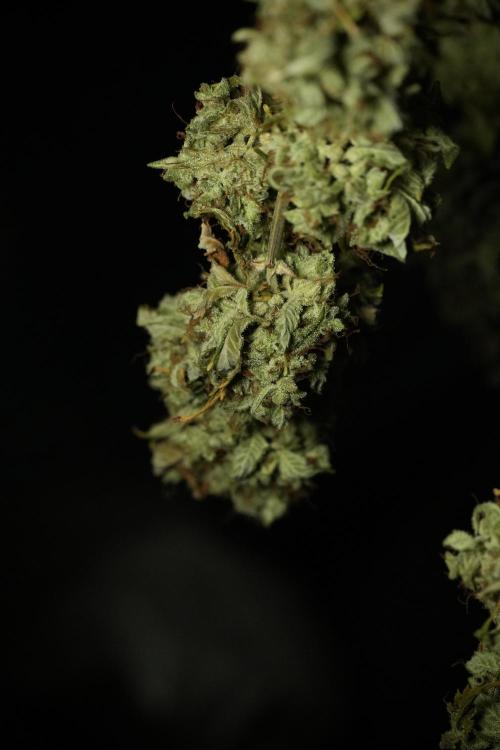 Skywalker OG Legends of the 12/12 Galaxy. Week 16 - Skywalker OG ready for trimming 