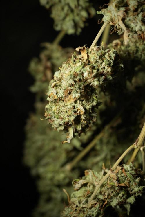 Skywalker OG Legends of the 12/12 Galaxy. Week 16 - Skywalker OG ready for trimming 
