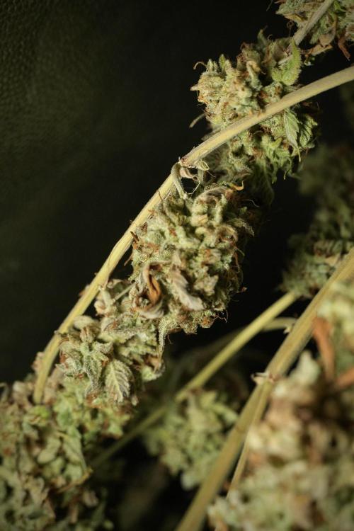 Skywalker OG Legends of the 12/12 Galaxy. Week 16 - Skywalker OG ready for trimming 