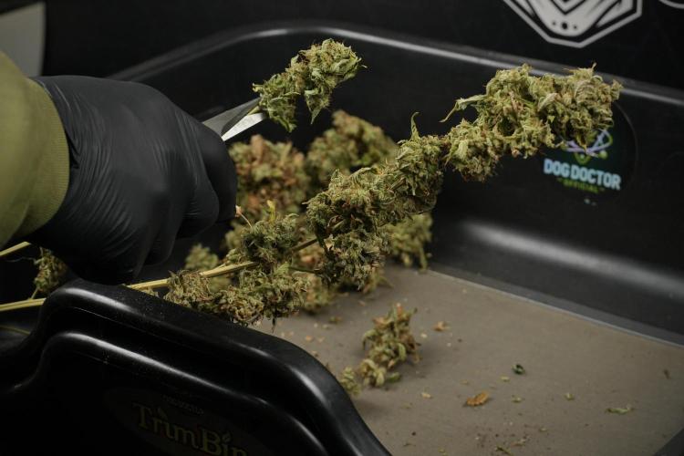 Skywalker OG Legends of the 12/12 Galaxy. Week 16 - breaking down the Skywalker OG  and trimming 
