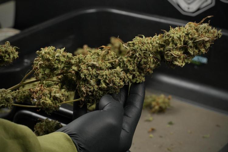 Skywalker OG Legends of the 12/12 Galaxy. Week 16 - breaking down the Skywalker OG  and trimming 