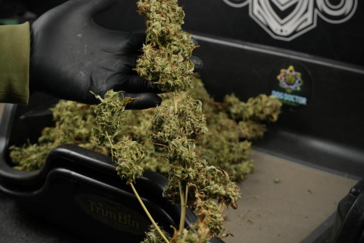 Skywalker OG Legends of the 12/12 Galaxy. Week 16 - breaking down the Skywalker OG  and trimming 