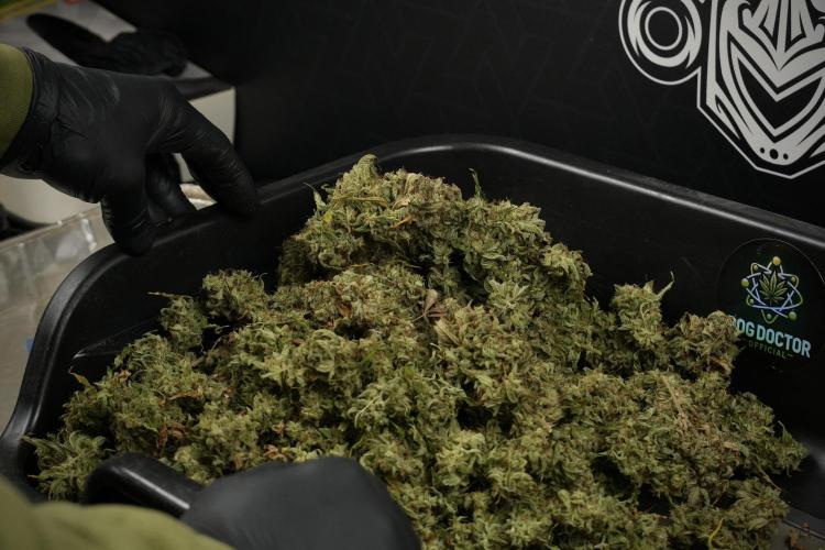 Skywalker OG Legends of the 12/12 Galaxy. Week 16 - breaking down the Skywalker OG  and trimming 