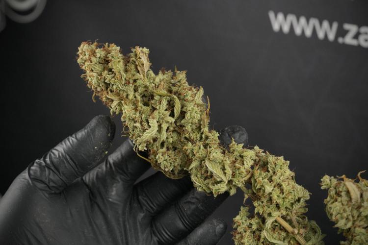 Skywalker OG Legends of the 12/12 Galaxy. Week 16 - breaking down the Skywalker OG  and trimming 