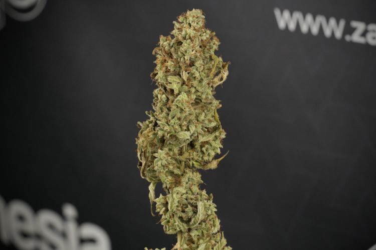 Skywalker OG Legends of the 12/12 Galaxy. Week 16 - breaking down the Skywalker OG  and trimming 
