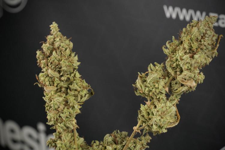 Skywalker OG Legends of the 12/12 Galaxy. Week 16 - breaking down the Skywalker OG  and trimming 