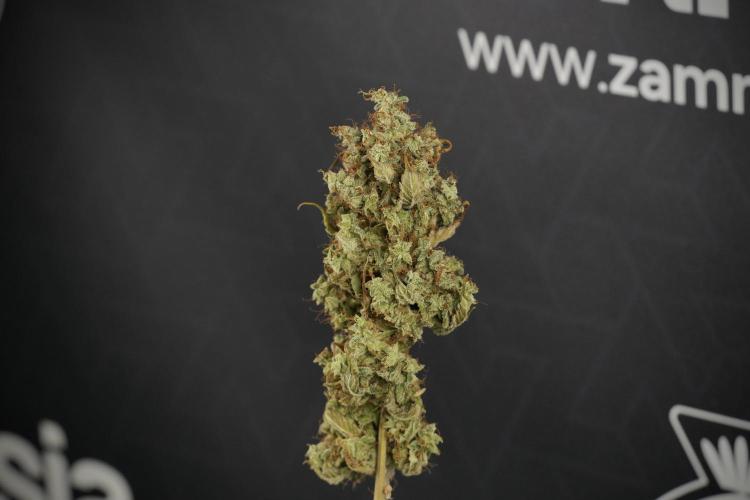 Skywalker OG Legends of the 12/12 Galaxy. Week 16 - breaking down the Skywalker OG  and trimming 