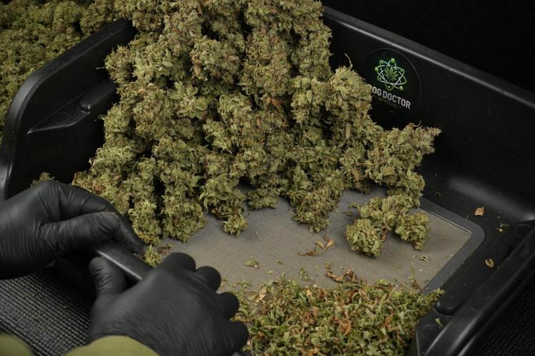 Skywalker OG Legends of the 12/12 Galaxy. Week 16 - breaking down the Skywalker OG  and trimming 