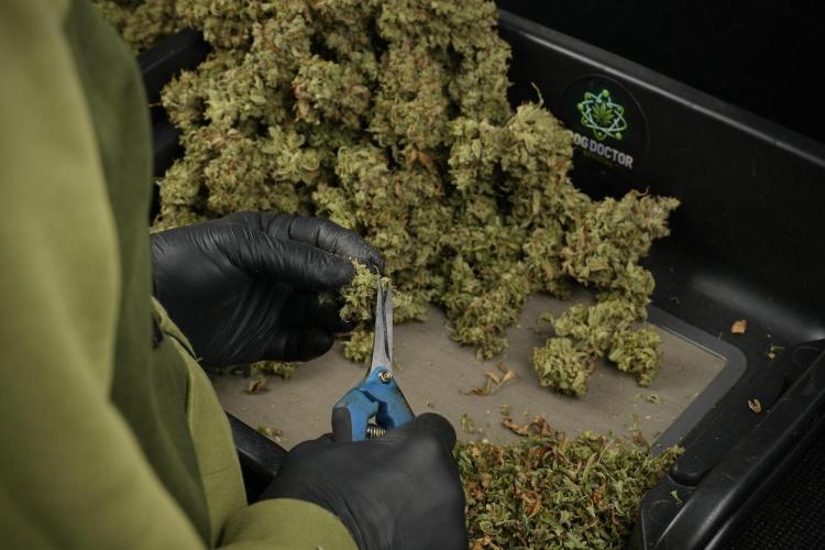 Skywalker OG Legends of the 12/12 Galaxy. Week 16 - breaking down the Skywalker OG  and trimming 