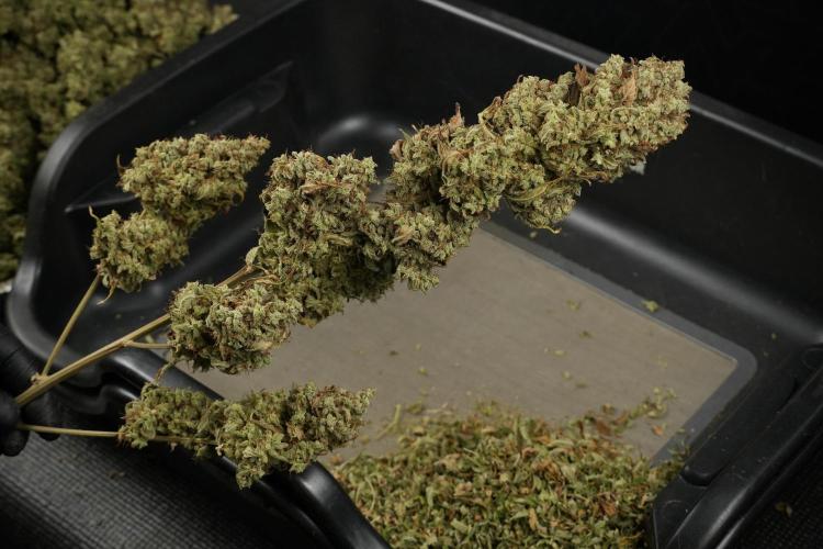 Skywalker OG Legends of the 12/12 Galaxy. Week 16 - breaking down the Skywalker OG  and trimming 