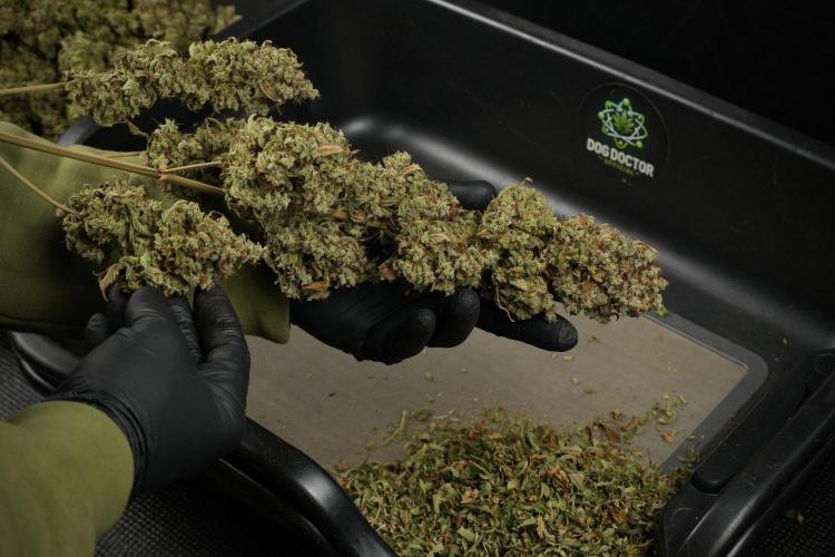 Skywalker OG Legends of the 12/12 Galaxy. Week 16 - breaking down the Skywalker OG  and trimming 