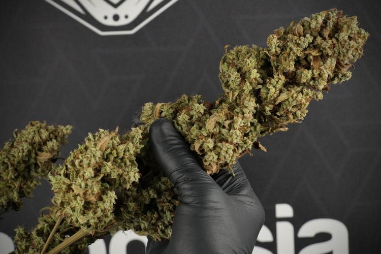 Skywalker OG Legends of the 12/12 Galaxy. Week 16 - breaking down the Skywalker OG  and trimming 