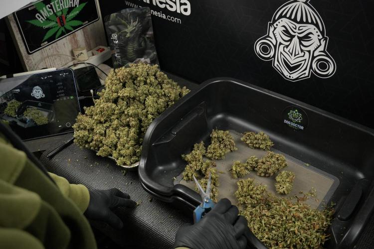 Skywalker OG Legends of the 12/12 Galaxy. Week 16 - breaking down the Skywalker OG  and trimming 