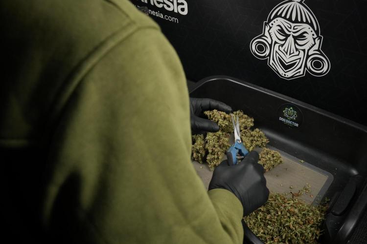 Skywalker OG Legends of the 12/12 Galaxy. Week 16 - breaking down the Skywalker OG  and trimming 