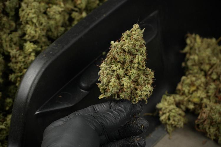 Skywalker OG Legends of the 12/12 Galaxy. Week 16 - breaking down the Skywalker OG  and trimming 