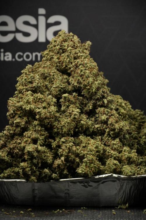 Skywalker OG Legends of the 12/12 Galaxy. Week 16 - the harvest 
