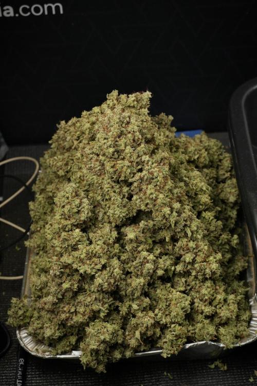 Skywalker OG Legends of the 12/12 Galaxy. Week 16 - the harvest 