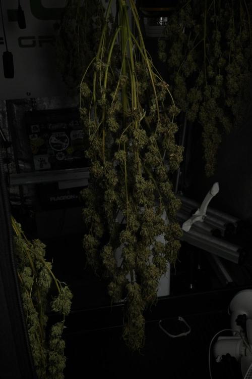 Skywalker OG Legends of the 12/12 Galaxy. Week 17 - Sywaler OG ready to trim 
