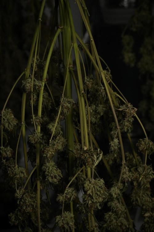 Skywalker OG Legends of the 12/12 Galaxy. Week 17 - Sywaler OG ready to trim 