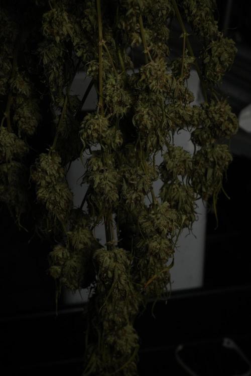 Skywalker OG Legends of the 12/12 Galaxy. Week 17 - Sywaler OG ready to trim 